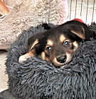 Photo of Kiara