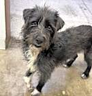 Photo of Scruff