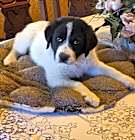 Photo of Mirabelle