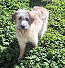 Photo of Pepsi