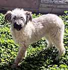 Photo of Cola