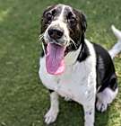 Photo of Sadie