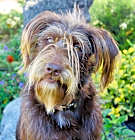 Photo of Choco