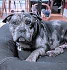 Photo of Stitch