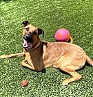 Photo of Apollo