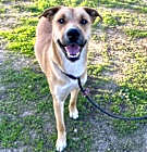 Photo of SIMBA