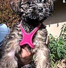 Photo of Lilo  DOB 12/15/2024