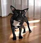Photo of Peewee