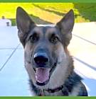 Photo of Yoru