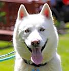 Photo of Chaucer