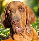 Photo of Remington