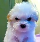 Photo of BLOSSOM