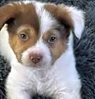 Photo of RAISIN