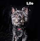 Photo of Lilo