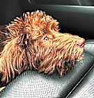Photo of Pasha