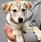 Photo of White Wolf