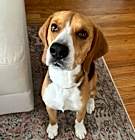 Photo of Archie