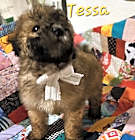Photo of Tessa