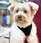 Photo of Bentley