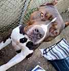 Photo of Bronco