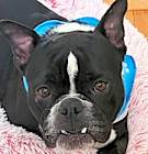 Photo of Shelby