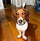 Photo of Buddy