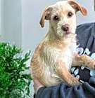 Photo of Mc Scruff