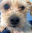 Photo of Scruffy