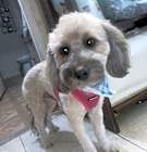 Photo of Mocha