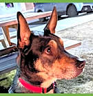 Photo of Thor