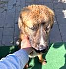 Photo of Rufus