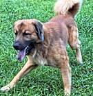 Photo of Rufus