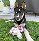 Photo of Violet