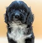 Photo of LUCKY