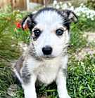 Photo of Sugar