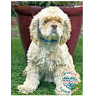 Photo of Bogey MB