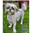 Photo of Deuce