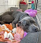Photo of Boomer