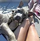 Photo of Sweet Pea