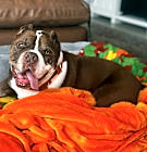 Photo of Hank