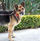 Photo of Spike