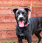 Photo of Stella