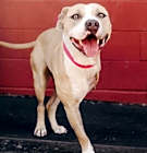 Photo of Champ