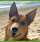 Photo of Chief