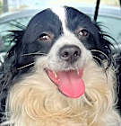 Photo of Inky