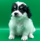 Photo of RINGO