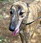 Photo of Jazz