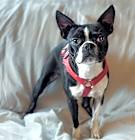 Photo of Pixie