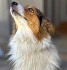 Photo of Toby