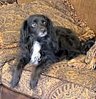Photo of Shadow